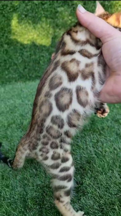 Еталонна породі бенгальська дівчинка BENn24 за нормальні гроші