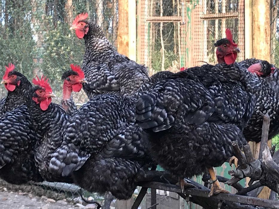 Ovos fecundados e pintos Pedrês, Preta Amarela, Branca BIO certificado