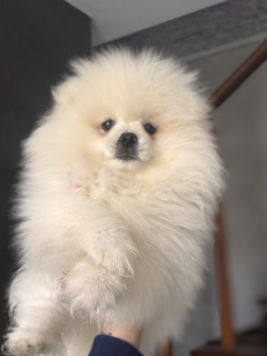 Szpic Miniatutowy Pomeranian Szczeniak do odbioru !