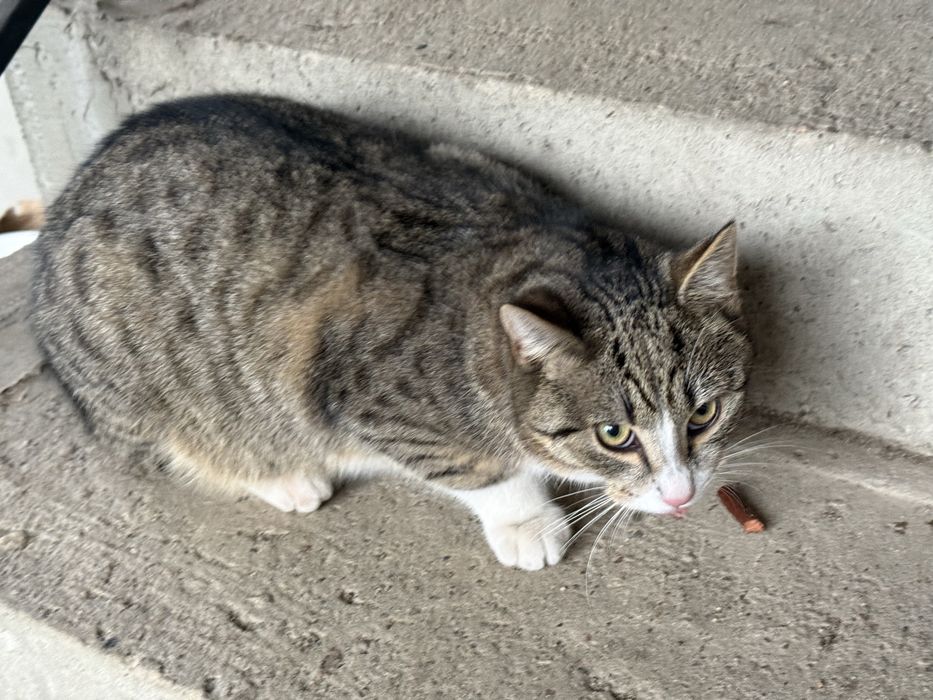 Oddam kotke 6 miessircy. urodzona 15.06