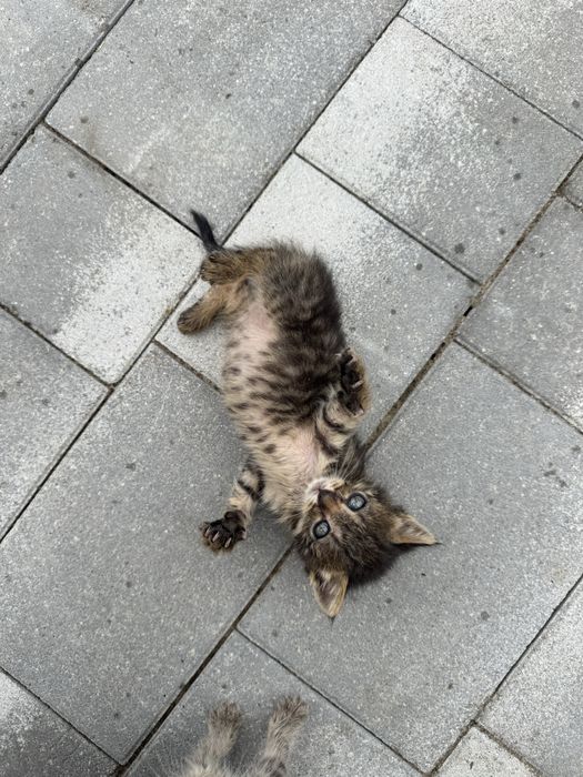 Віддам кошеняток