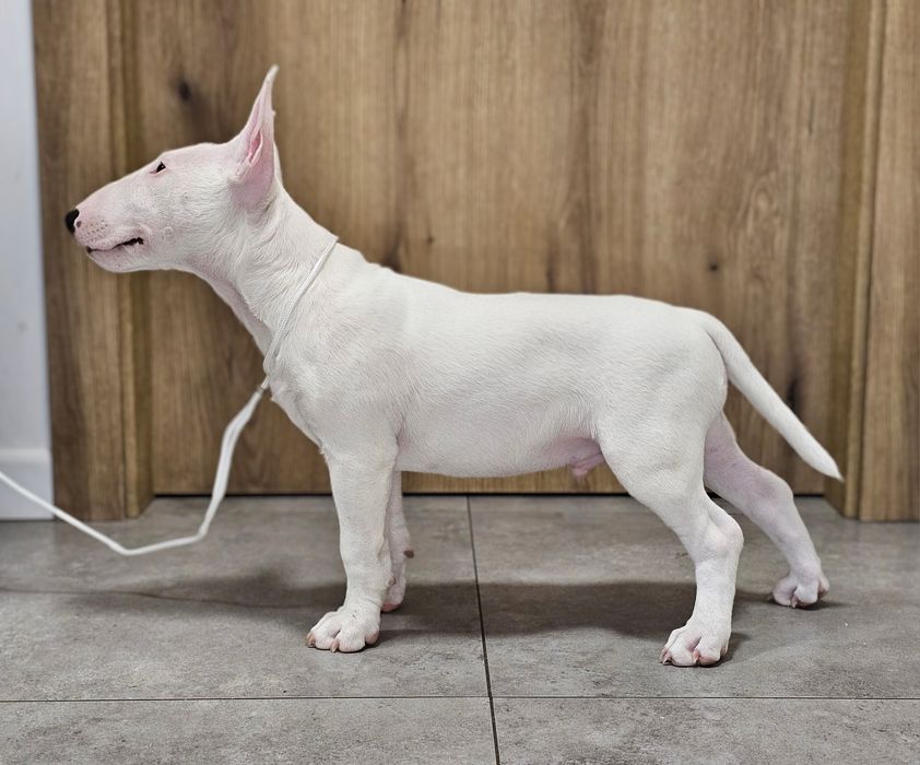 PREZES bulterier miniaturowy