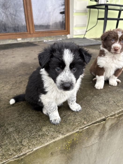 Piesek Border Collie czarno-biały