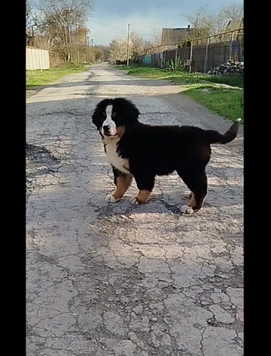 Девочка Таллина, 3.5 месяца.КСУ.