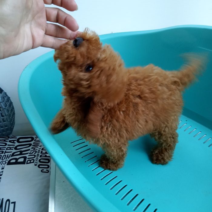 Той - Пудельок ред.