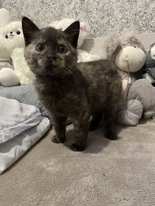 ТЕРМІНОВО! Кошенята в добрі руки