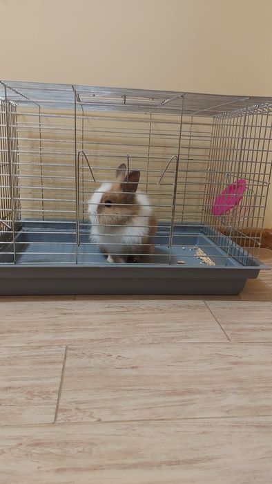 Зайчик декоративний