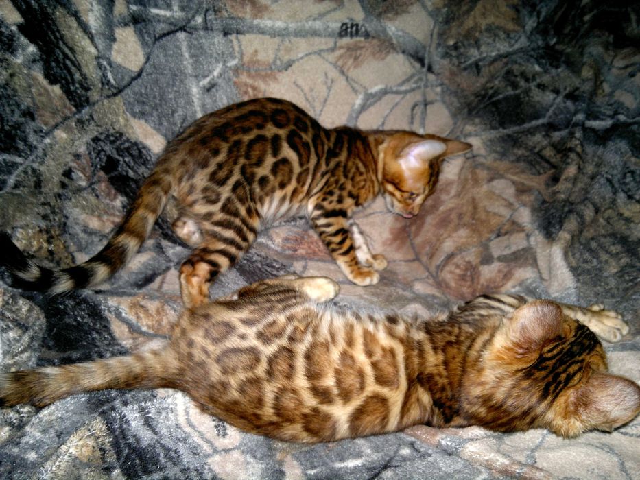 Яскраві бенгалочки для душі чи розведеня