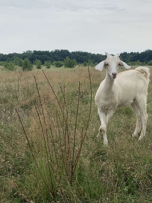 Продам козу заанська/нібуйка 50/50