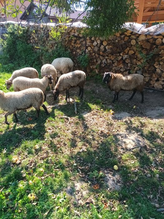 Owce 9 miesięcznie  do dalszej hodowli