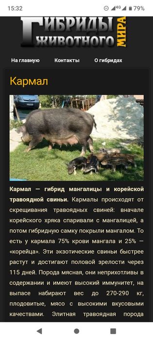 Еко--Ферма  пропонує поросят породи Кармал