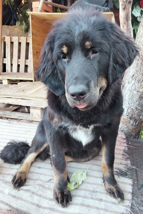 Тібецький мастіф