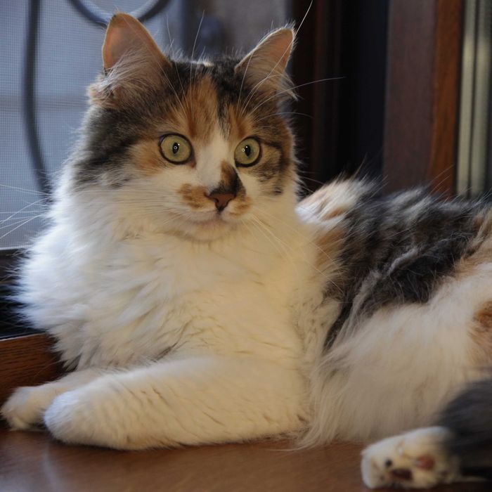 Киця чекає свою людину