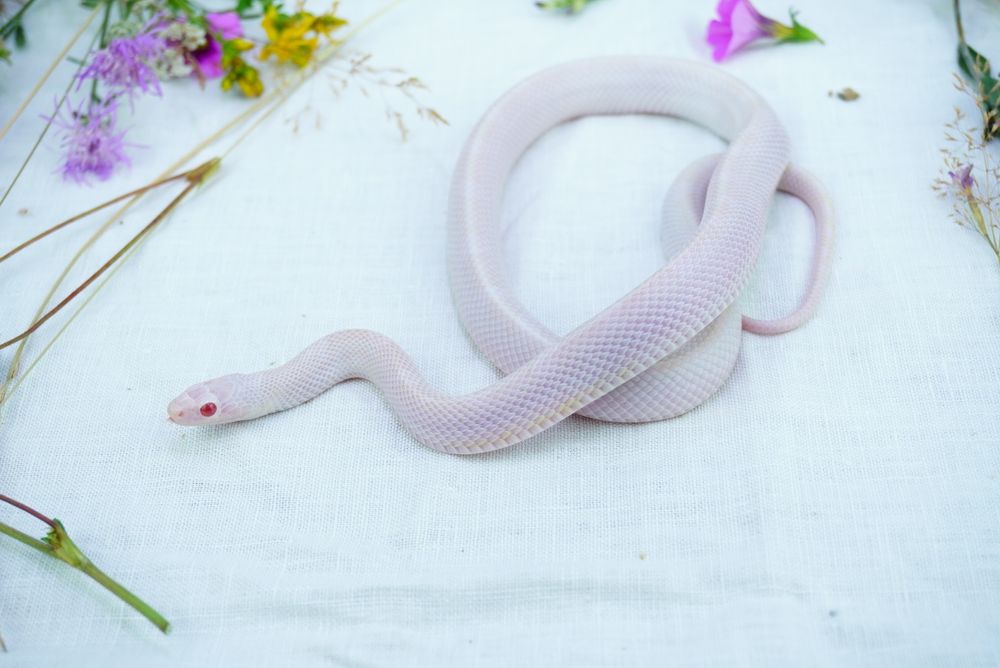 Śnieżnobiały Wąż zbożowy hypo whiteout pied