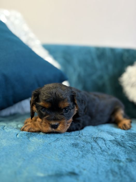 Cavalier king charles spaniel