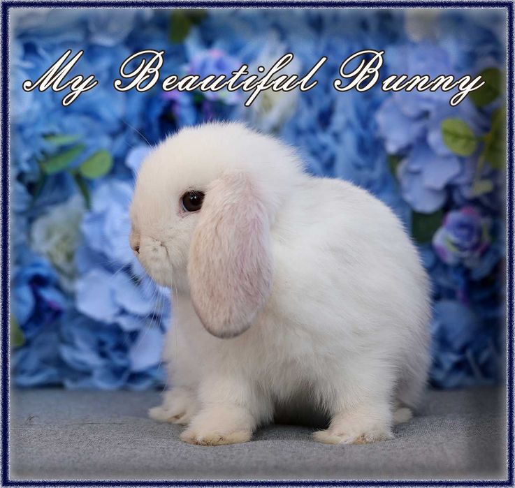 Piękny Królik Mini Lop - Rhon