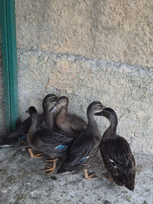 patos domésticos