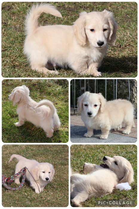 Jamniki miniaturowe długowłose kremowe