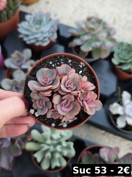 Suculentas lindas: echeverias, aeonium, variegata etc