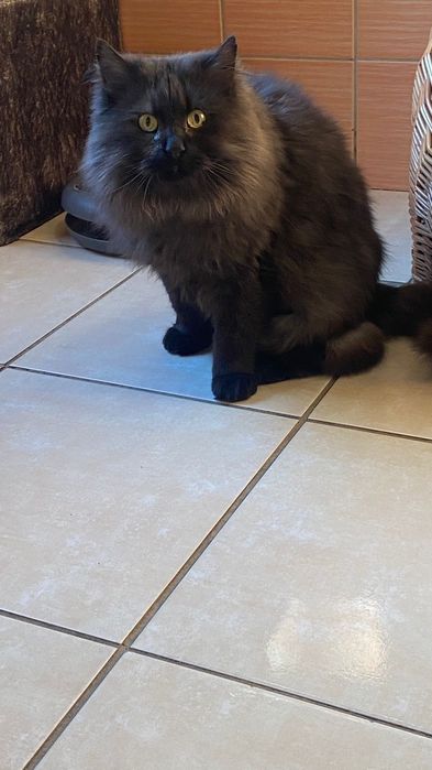 Kocurek około 5 lat