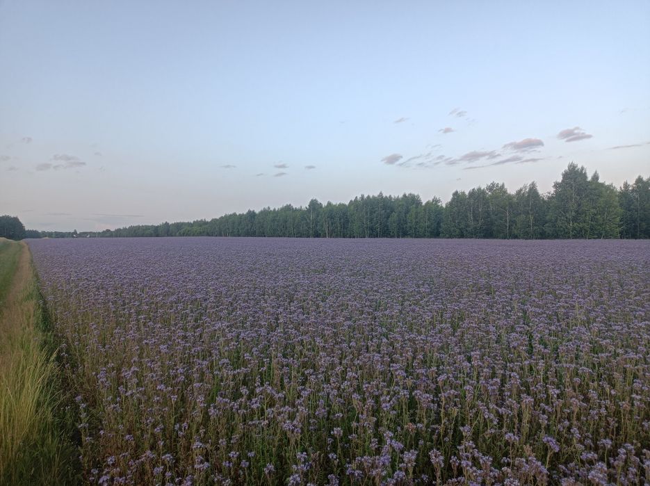 Facelia błękitna, poplon,