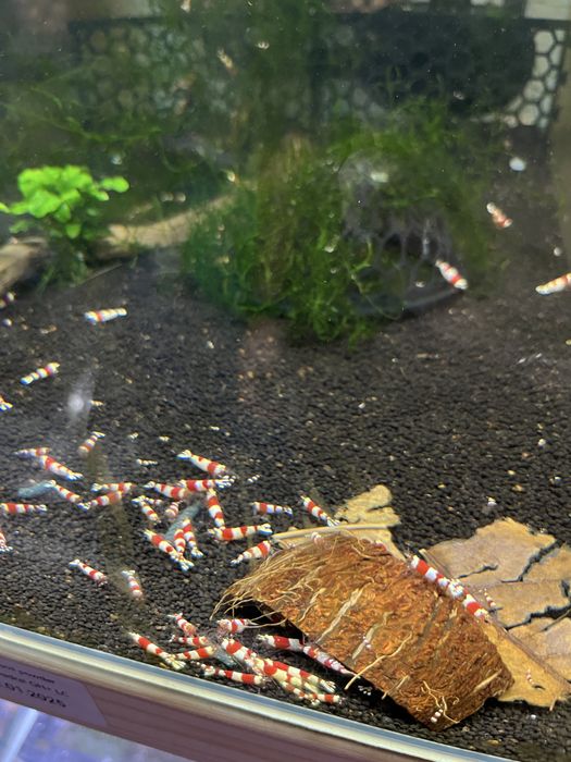 Caridina crystal red