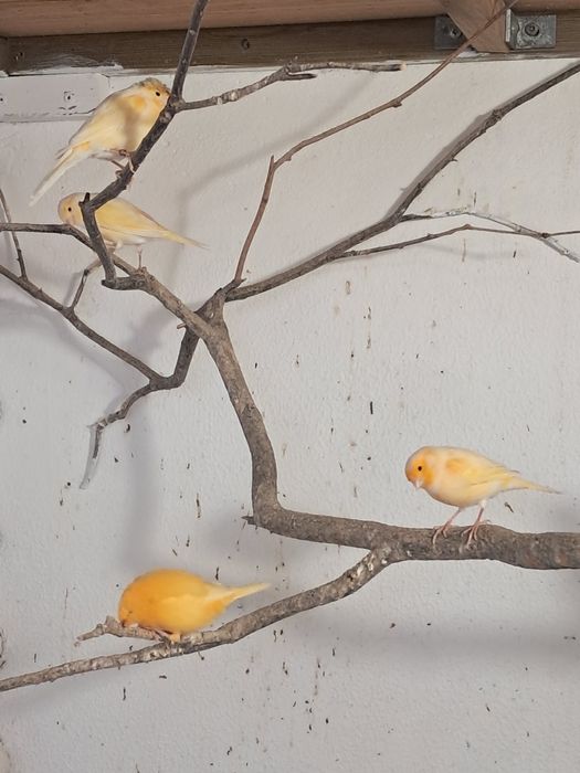 Vendo Canários M/F
