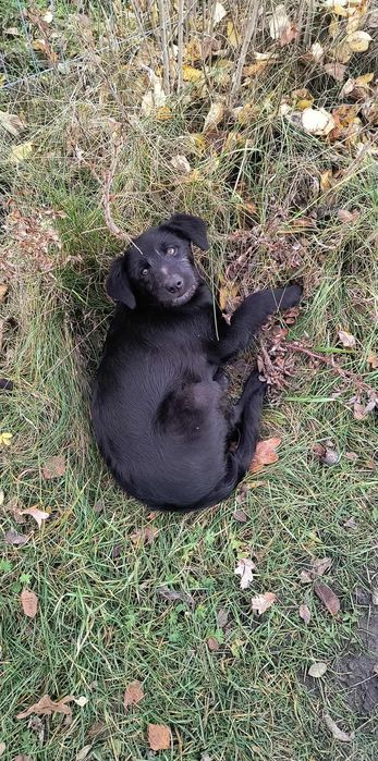 Oddam pieski w dobre ręce