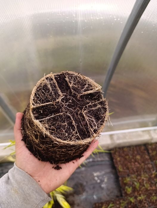 Hakonechloa aureola duże sadzonki