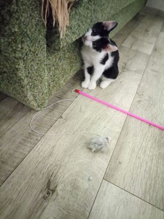 Кошенята шукають дім