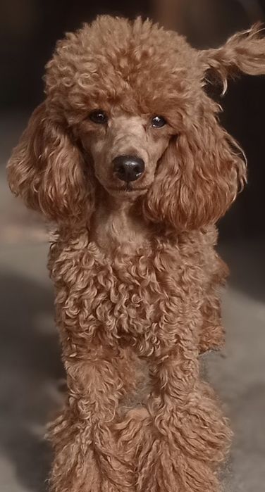 Cavapoo F1 suczka
