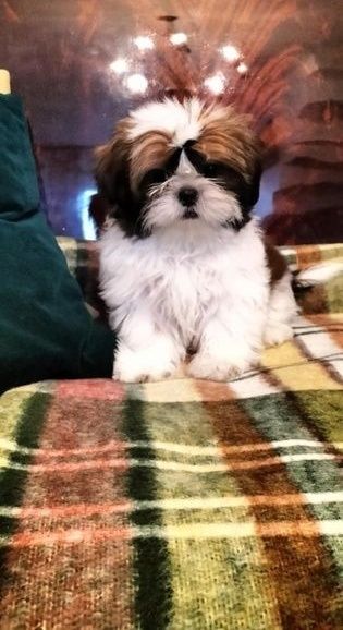 Piesek shih tzu piękny, zdrowy z domowej hodowli.