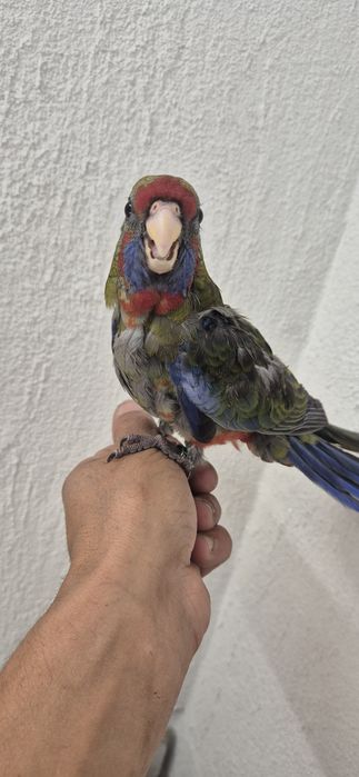 Rosela penante criada a mão