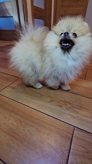 Miś pomeranian 3mc komplet szczepień