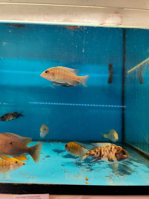 ciclideos africanos 8-14cm ler descrição