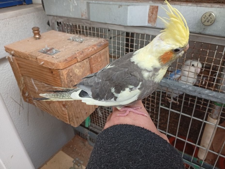 Caturra criada á mão