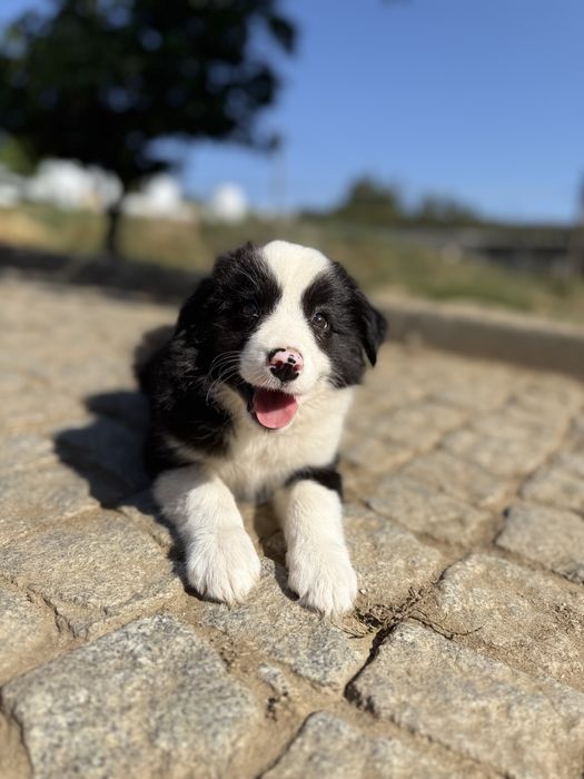 Border Collie fêmea