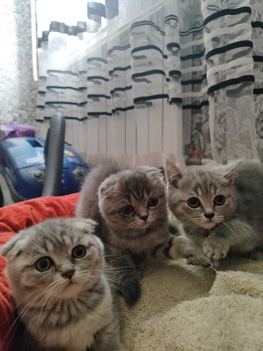 Шотландські кошенята