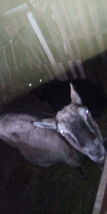 Коза, козел, кози різного окрасу