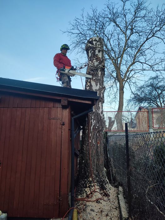 Wycinka pielęgnacja drzew alpinistycznie mulczer tuje rębak