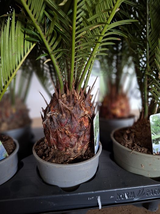 Cycas Revoluta, Sagowiec Odwinięty 50 cm -