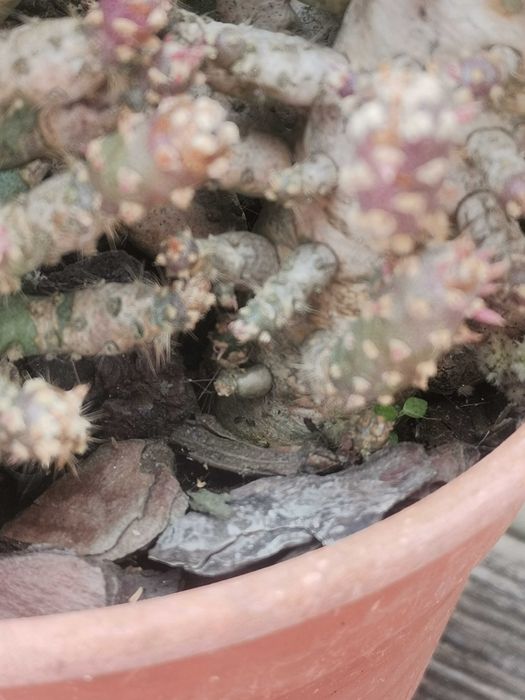 Vaso com vários cactos