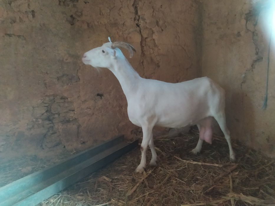 Vendo cabra nova
