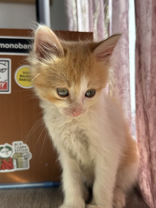 Віддам кошенят у добрі руки