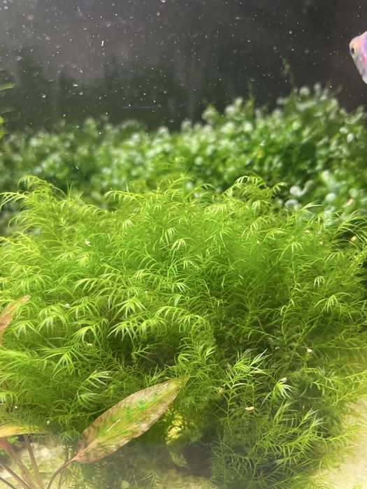 Живі акваріумні рослини