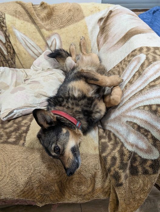 Bura - suczka po przejściach czeka na kochający dom