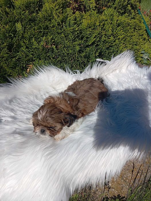 Shih tzu szczeniaki