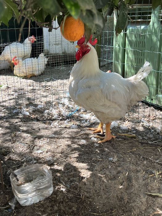 Galos caseiros com carne muito boa com cerca de 6a7 kilos
