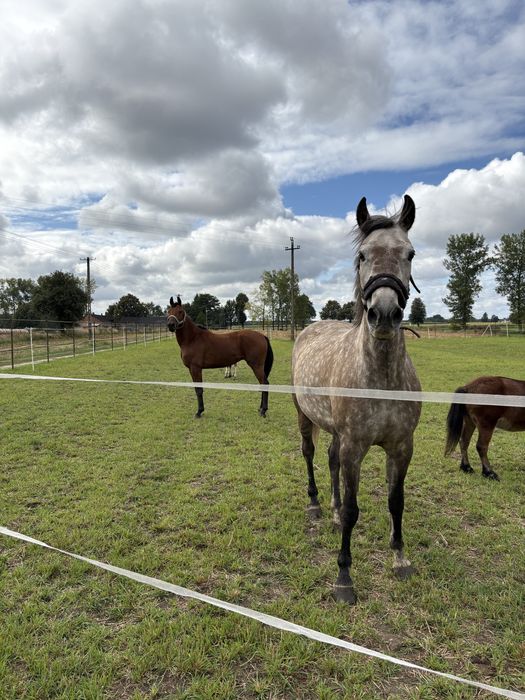 Dzierżawa koni 4