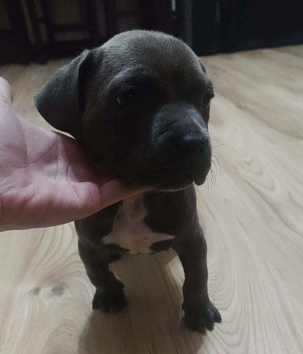 Gotowy do odbioru Amstaff Szczeniak Chłopiec